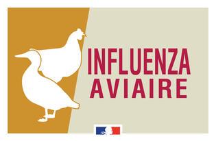 Influenza aviaire 2